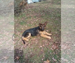 German Shepherd Dog Puppy for sale in JASPER, AR, USA