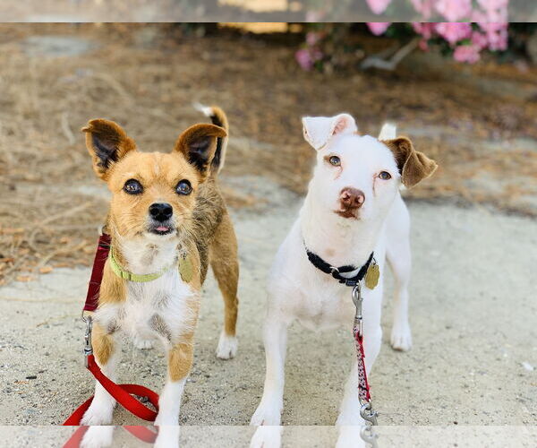 Medium Photo #1 Mutt Puppy For Sale in Seal Beach, CA, USA