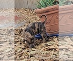 Small Photo #27 Catahoula Bulldog Puppy For Sale in MIAMI BEACH, FL, USA