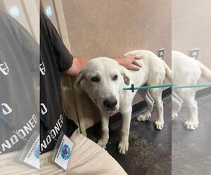 Labrenees Dogs for adoption in Rockwall, TX, USA