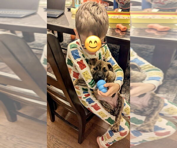 Medium Photo #10 American Staffordshire Terrier-Staffordshire Bull Terrier Mix Puppy For Sale in Brewster, NY, USA