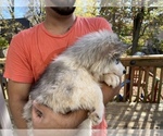 Small Photo #79 Siberian Husky Puppy For Sale in KANSAS CITY, MO, USA
