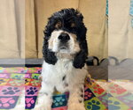Small #1 Cocker Spaniel