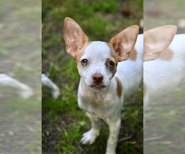 Medium Photo #1 Chihuahua-Unknown Mix Puppy For Sale in Wakefield, RI, USA