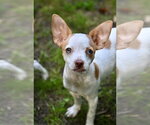 Small Chihuahua Mix