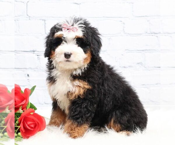 Medium Photo #2 Bernedoodle (Miniature) Puppy For Sale in LIVINGSTON, WI, USA