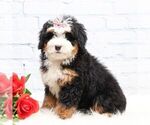 Small #1 Bernedoodle (Miniature)