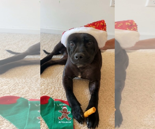 Medium Photo #1 Labrador Retriever-Unknown Mix Puppy For Sale in Scottsboro, AL, USA