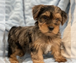 Yorkshire Terrier Puppy for sale in FOUNTAIN VALLEY, CA, USA