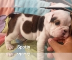 Small Photo #13 English Bulldog Puppy For Sale in COLUMBUS, OH, USA