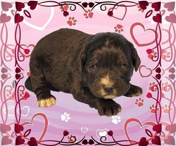 Medium Photo #35 Golden Mountain Dog Puppy For Sale in BLACK FOREST, CO, USA