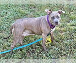 Small American Staffordshire Terrier