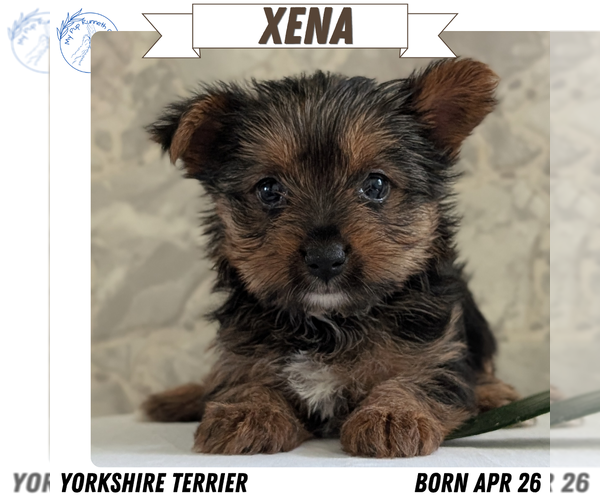 Medium Photo #26 Yorkshire Terrier Puppy For Sale in GOSHEN, IN, USA