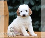 Small #2 Goldendoodle (Miniature)