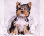 Small Photo #47 Yorkshire Terrier Puppy For Sale in WARSAW, IN, USA