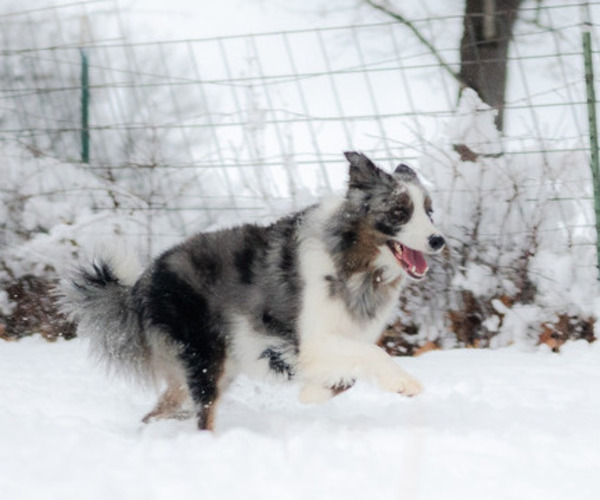 Medium Photo #1 Border Collie Puppy For Sale in CONWAY, MO, USA