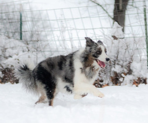 Mother of the Border Collie puppies born on 08/21/2026