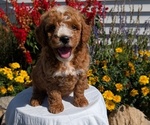 Small #10 Goldendoodle (Miniature)