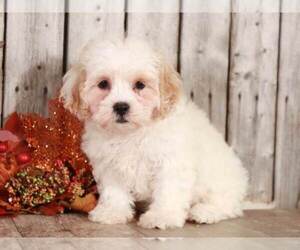Shih Tzu Puppy for sale in MOUNT VERNON, OH, USA