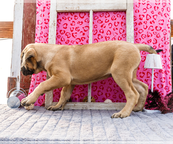 Medium Photo #5 Mastiff Puppy For Sale in WAKARUSA, IN, USA
