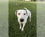 Small #21 Labrador Retriever