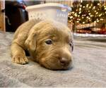 Small Photo #1 Labrador Retriever Puppy For Sale in CASSATT, SC, USA