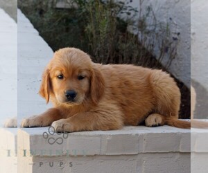 Golden Retriever Puppy for sale in NARVON, PA, USA