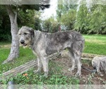 Small Photo #1 Irish Wolfhound Puppy For Sale in BLACKFOOT, ID, USA