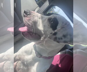Ruthie - Female Labrador Retriever-Unknown Mix Dog for Adoption - Photo #2
