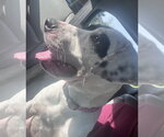 Small #4 Labrador Retriever Mix