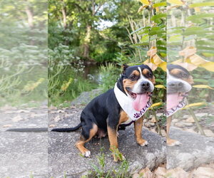 Mila - Female Mutt Dog for Adoption - Photo #15