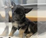 Small German Shepherd Dog