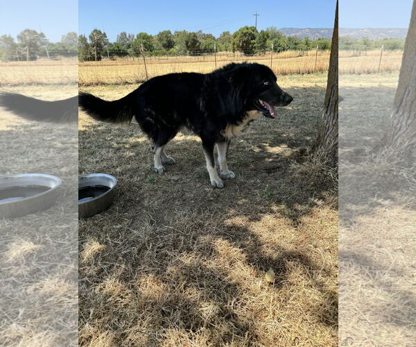 Medium Photo #2 Gerberian Shepsky Puppy For Sale in Woodland, CA, USA