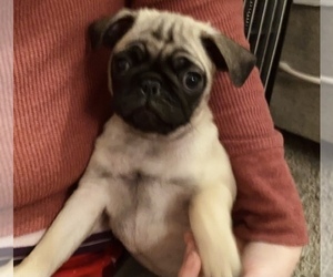Pug Puppy for sale in LAWRENCE, KS, USA