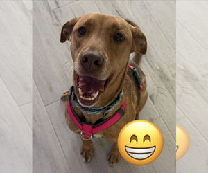 Unknown-Vizsla Mix Dogs for adoption in Lighthouse Point, FL, USA