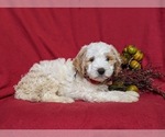 Small Photo #4 Goldendoodle (Miniature) Puppy For Sale in GLEN ROCK, PA, USA