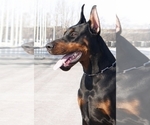 Small Photo #20 Doberman Pinscher Puppy For Sale in PALMDALE, CA, USA
