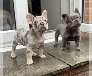 French Bulldog Puppy for sale in Southampton, Hampshire (England), United Kingdom