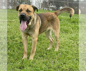 Mutt Dogs for adoption in Abbeville, LA, USA