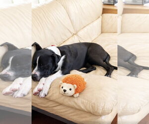 Buckwheat - Male Mutt Dog for Adoption - Photo #7