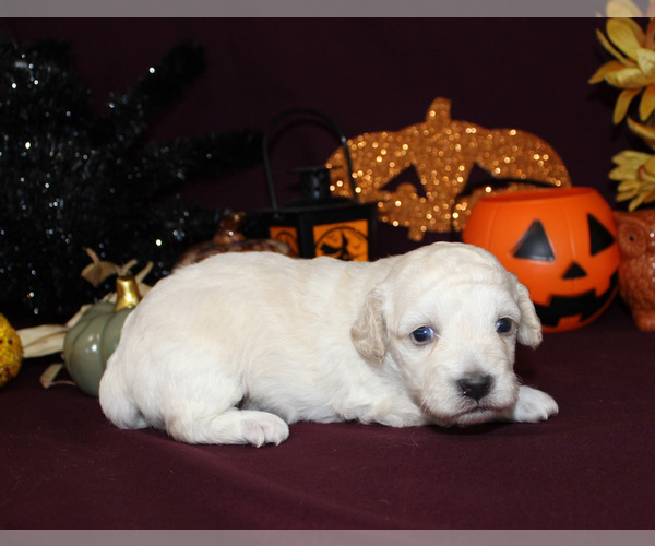 Medium Photo #7 Poodle (Toy) Puppy For Sale in CHANUTE, KS, USA