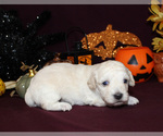 Small Photo #7 Poodle (Toy) Puppy For Sale in CHANUTE, KS, USA