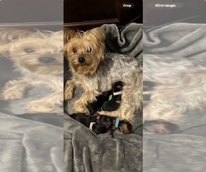 Mother of the Yorkshire Terrier puppies born on 07/17/2025