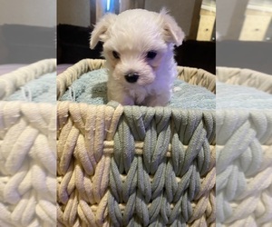 Maltese Puppy for Sale in LILLINGTON, North Carolina USA