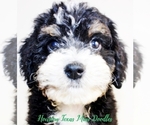 Small Photo #10 Australian Labradoodle-Miniature Bernedoodle Mix Puppy For Sale in HOUSTON, TX, USA