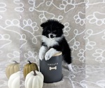Small #1 Pomeranian