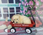 Small Photo #3 Golden Retriever Puppy For Sale in ELKHART, IN, USA