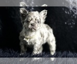 Puppy Zander AKC French Bulldog