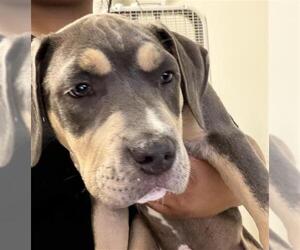 Mutt Dogs for adoption in Bakersfield, CA, USA