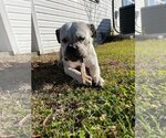 Small #5 American Bulldog Mix